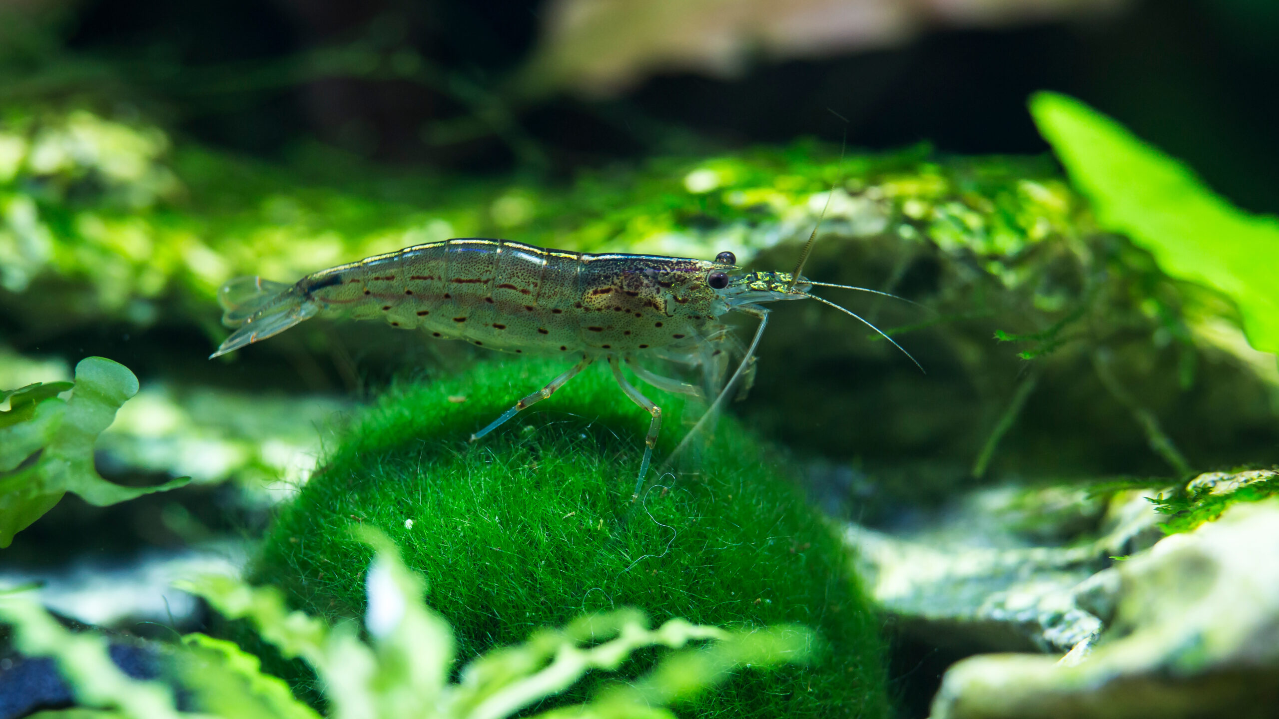 Kreveta Amano – Caridina multidentata vel. L (2 – 3 cm) - Obrázek 7